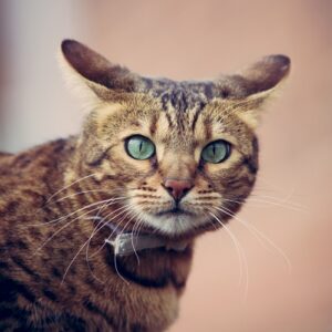 Cat Losing Hair on Ears