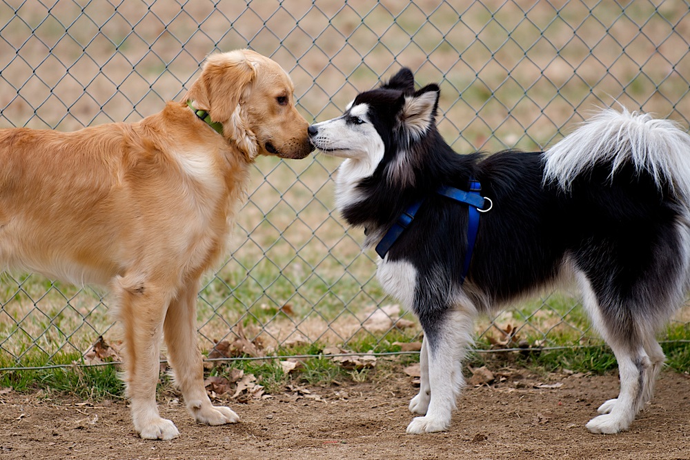 When Pup Noses and Toes Need TLC