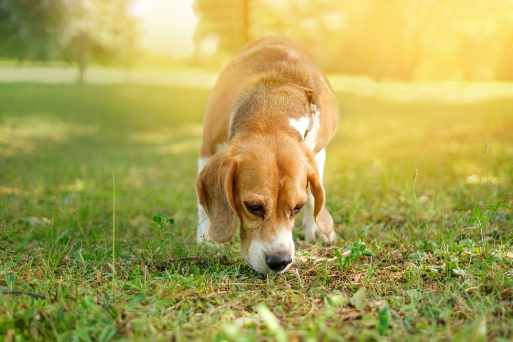 When Pup Noses and Toes Need TLC