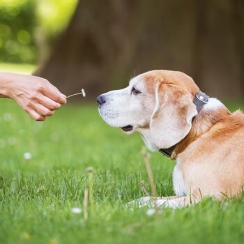When Pup Noses and Toes Need TLC