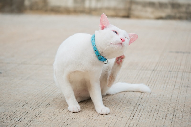 Why Is My Cat Scratching Its Ears