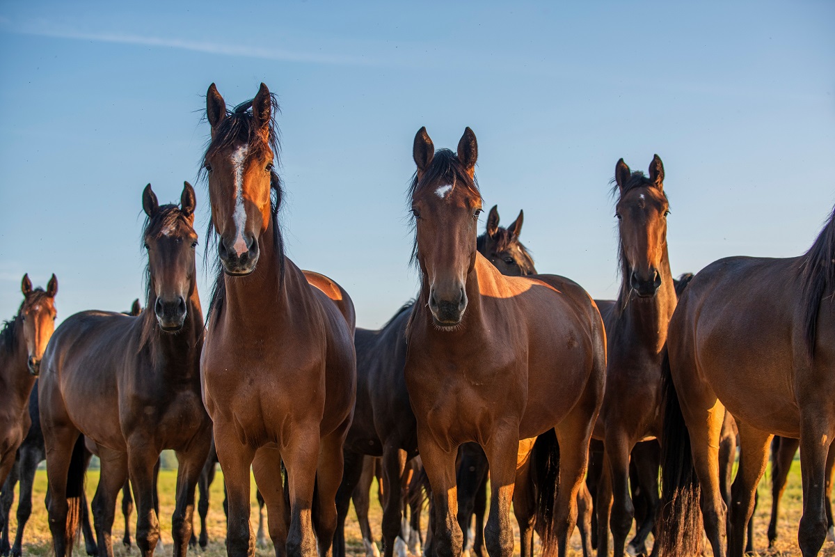 Herd of horses looking directly at the camera