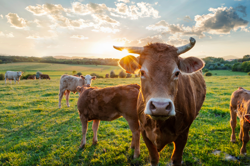How to Keep Flies Off Cattle