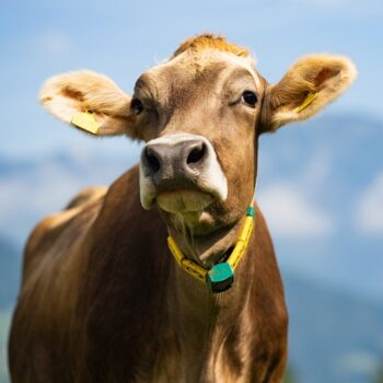How to Keep Flies Off Cattle