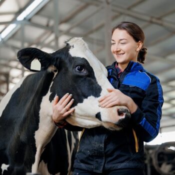 Understanding Fly Strike in Cattle