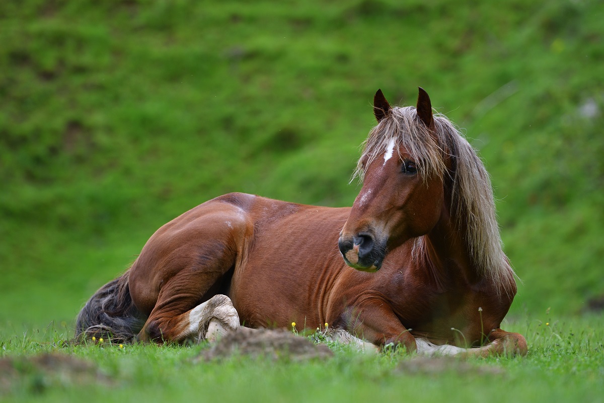 Brown Horse with white hair resting on grass