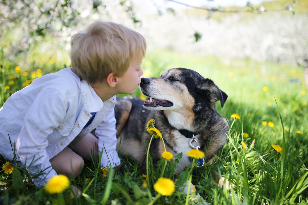 Canine dementia