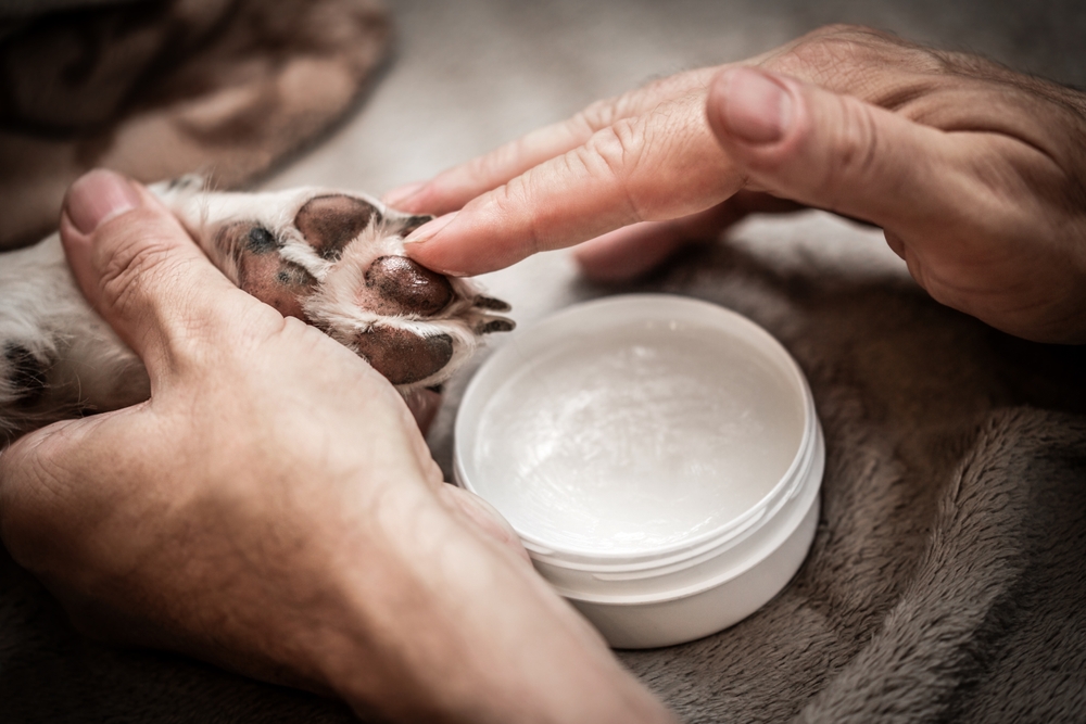 Applying-paw-ointment-or-balm-on-dog-paw