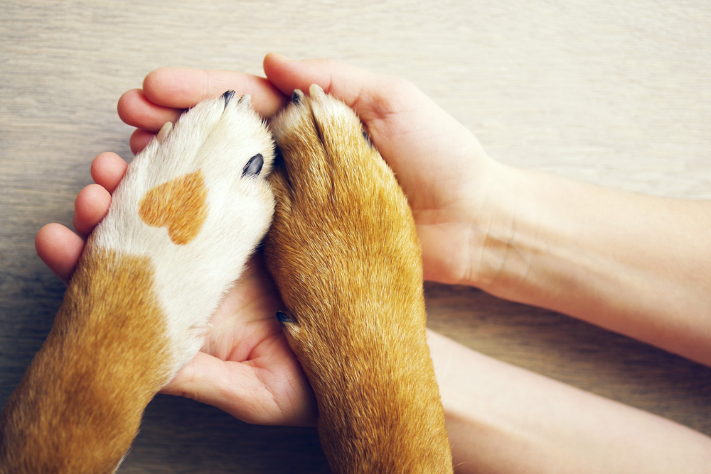 Dog-paws-in-human-hands