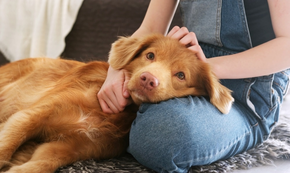 Dog resting on it's owner's leg