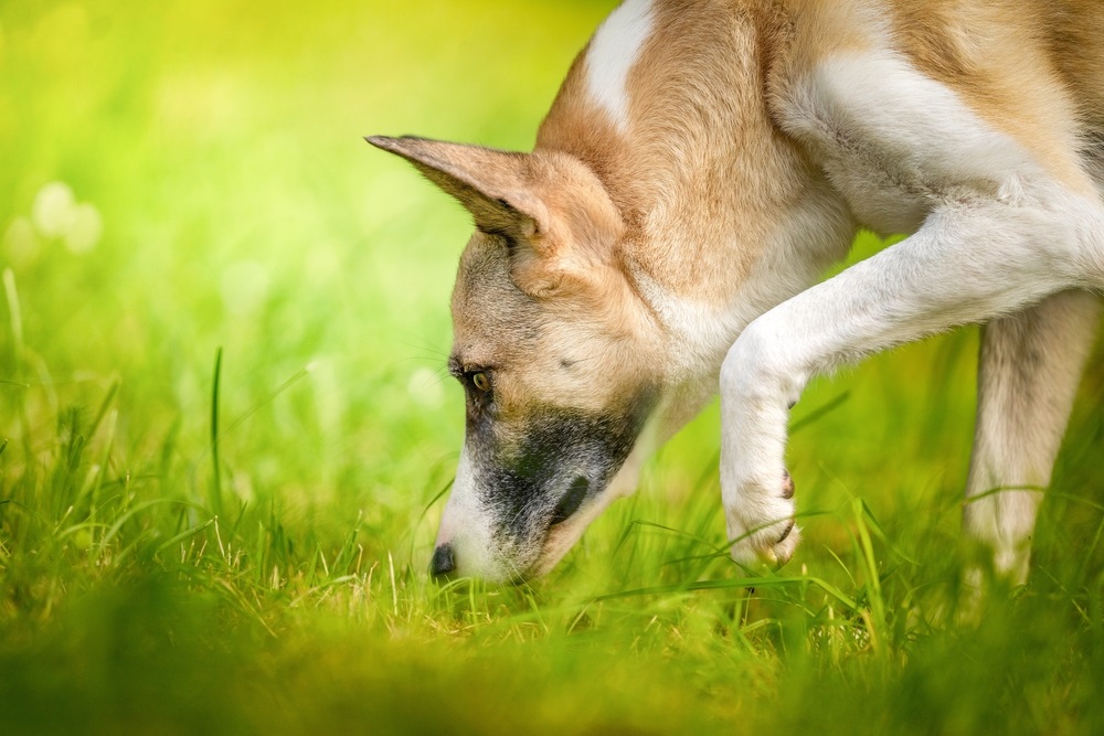 Dog sniffing and waliking on the grass