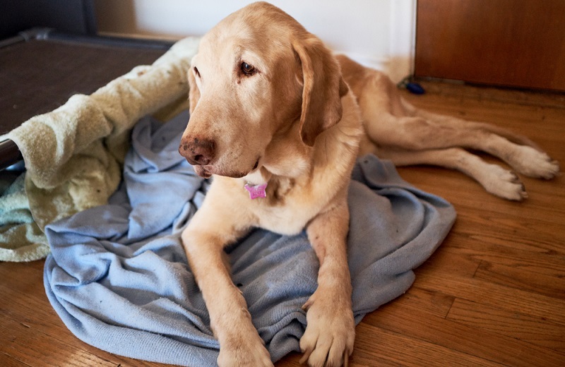 Senior yellow Labrador lying on a blue blanket indoors, looking off to the side calmly.