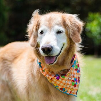 Smiling senior golden retriever wearing a colorful bandana outdoors on a sunny day.