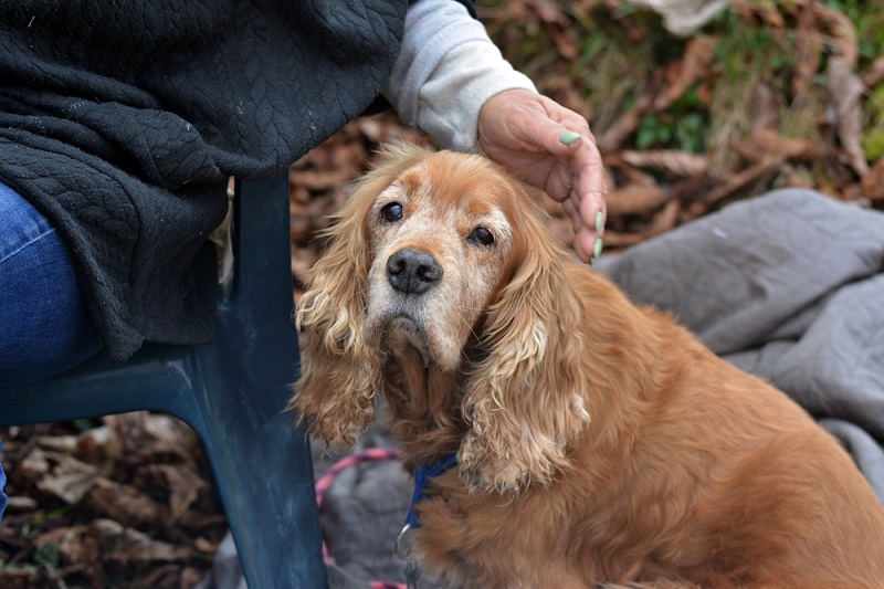 Elderly golden cocker spaniel sitting beside a person, being gently petted outdoors.
