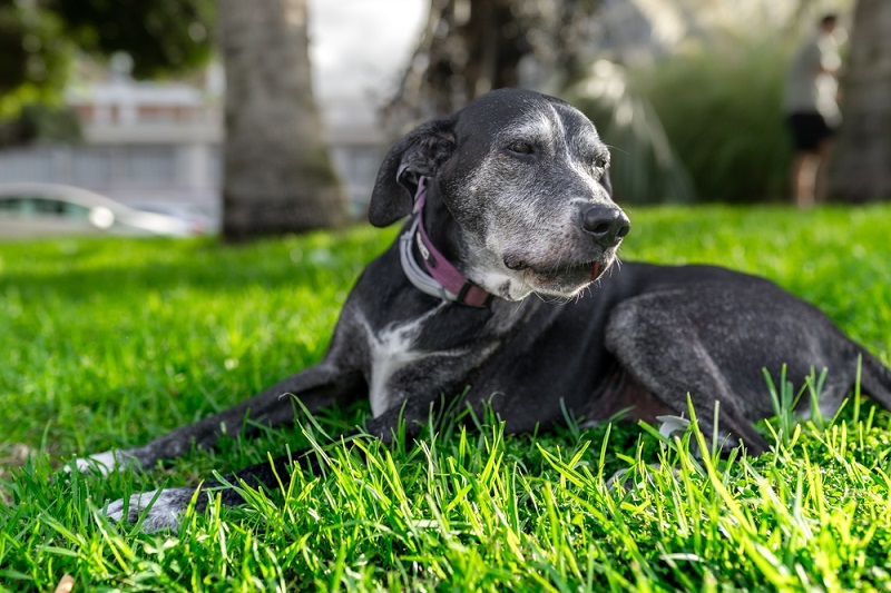 Old dog lying on green grass in a park, relaxing in the sunlight.