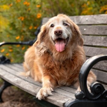Happy senior golden retriever resting on a park bench surrounded by flowers.