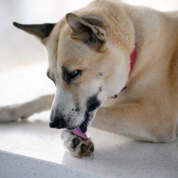 Why Is My Dog Licking its Paws