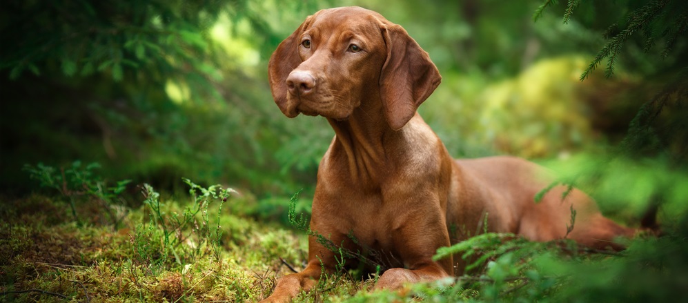 beautiful-vizsla-dog-in-the-woods-vetericyn-animal-wellness