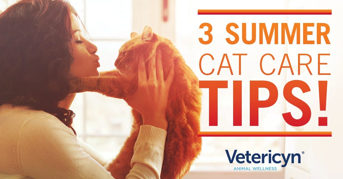 3 Summer Cat Care Tips