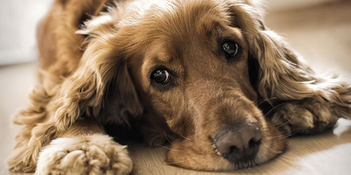 4 Dog Ear Infection Symptoms to Look Out For
