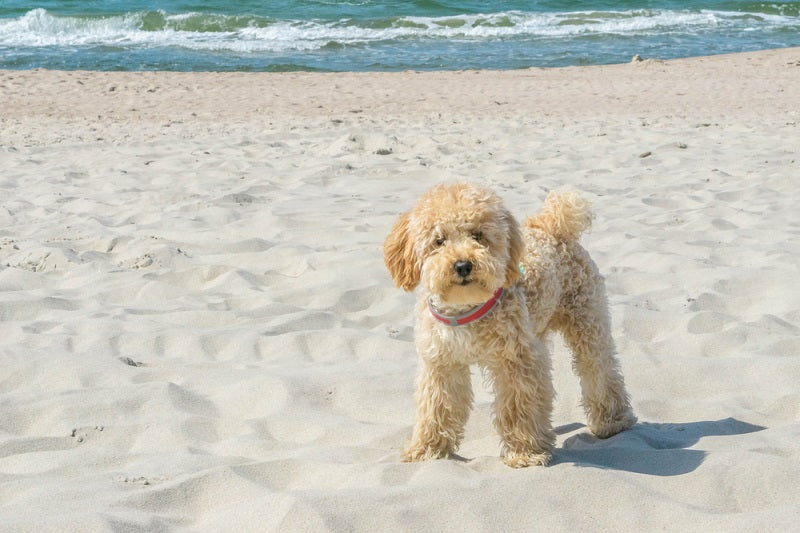 Itchy Paws on Dogs: Causes, Treatments & Relief