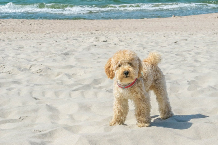 Itchy Paws on Dogs: Causes, Treatments & Relief