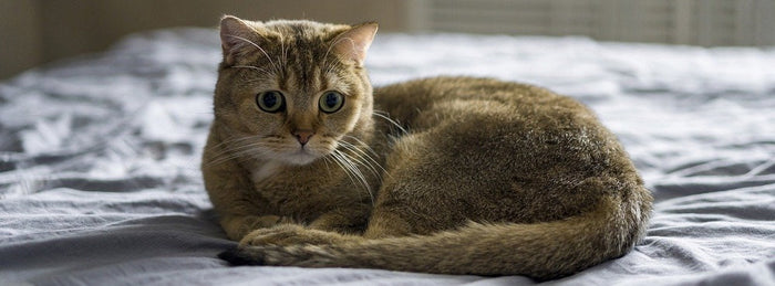 a brown cat laying on a bed