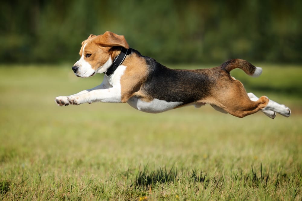 What Active Dogs Need to Stay Healthy