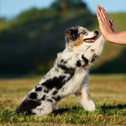 Are Australian Shepherds Smart?