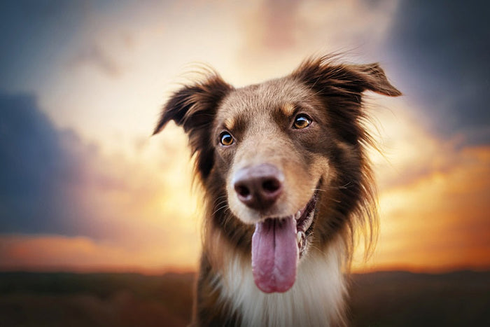 Dog Breed Guide: The Goldendoodle