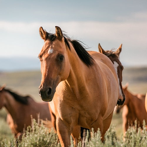 Battling Summer Sores: A Guide to Prevention and Treatment