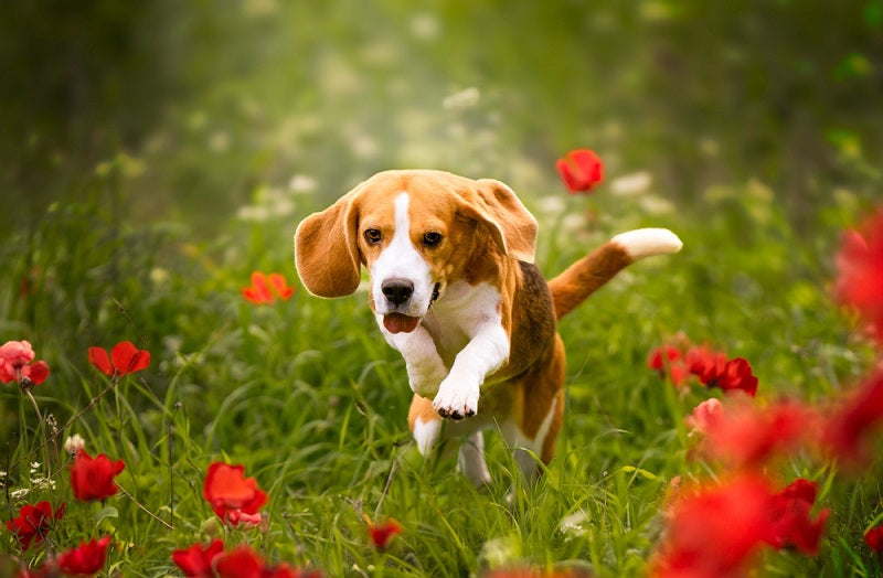 Beagle Ear Problems: Common Issues and Solutions