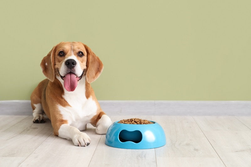 Beagles: The Dog Breed Guide