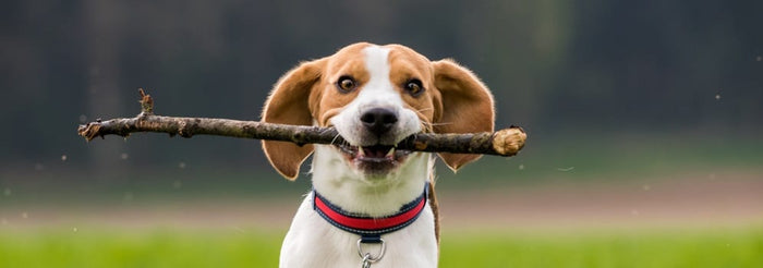 Understanding Beagle Weight: What’s Healthy for Your Dog?
