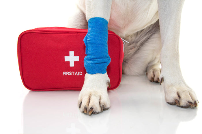 Building a Dog First Aid Kit: A Helpful Guide
