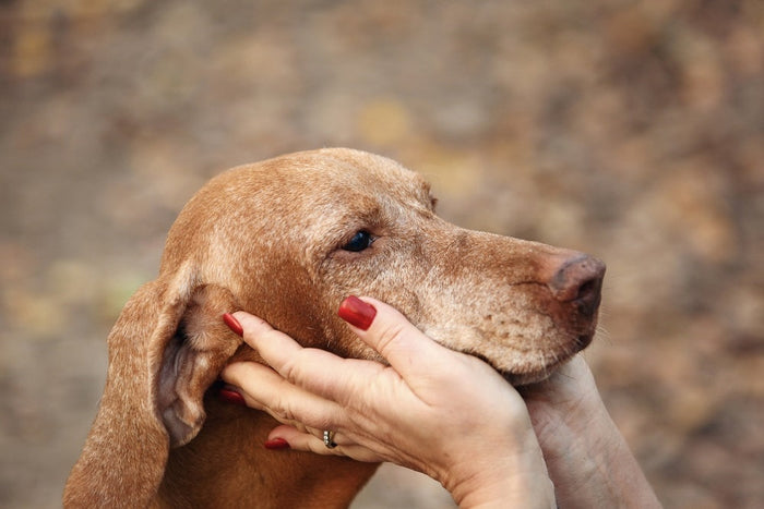 Canine Dementia: Supporting Dog Brain Health as They Mature