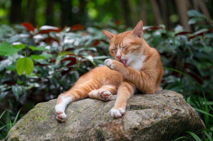 An orange and white cat lying on a large rock surrounded by greenery, attentively licking its front paw.