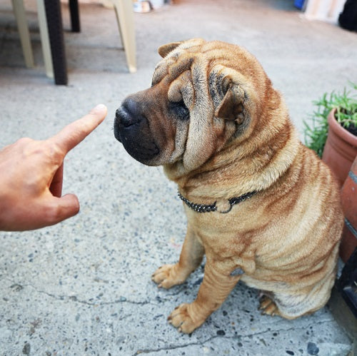 Dog Nose Hyperkeratosis: Causes, Symptoms, & Treatment