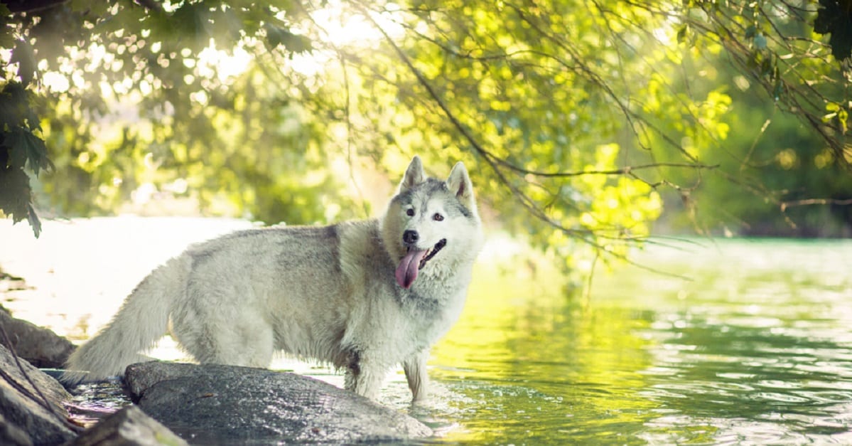 How to Make Your Dog Love Bath Time