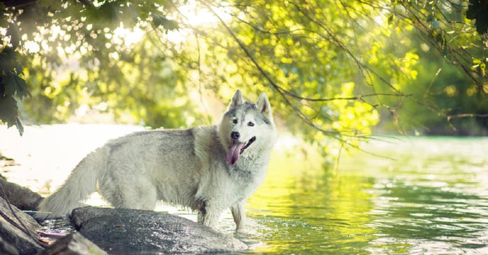 How to Make Your Dog Love Bath Time