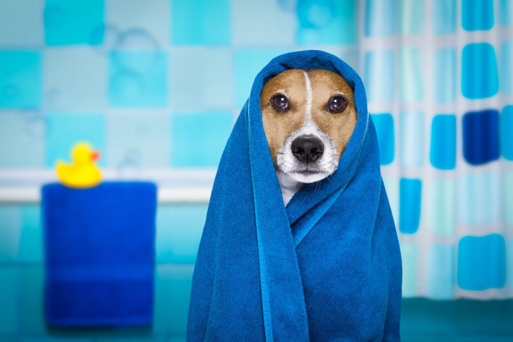 How to Bathe a Dog That's Scared of Water