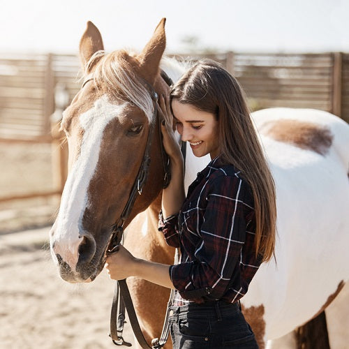 Horse Liniment: Unveiling the Secret to Equine Relief