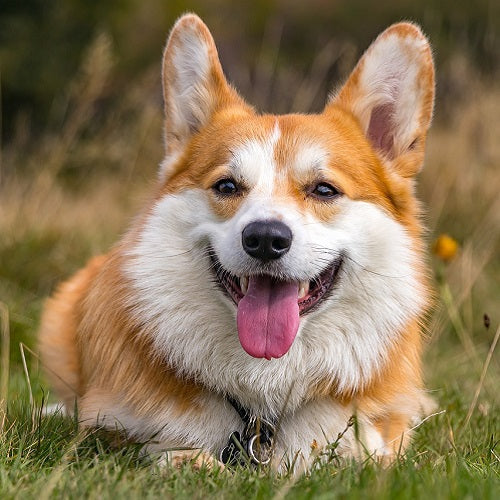 How to Choose the Right Dog Breed for Your Lifestyle