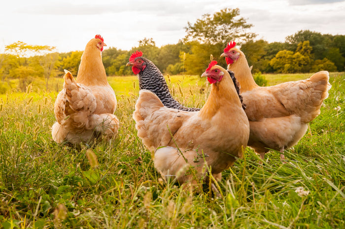 How to Keep Your Chicken Healthy and Sore-Free