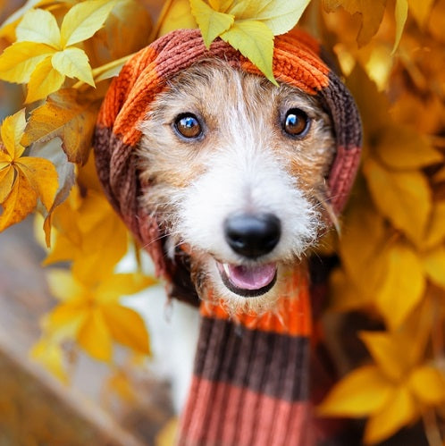 How to Treat a Dog Ear Infection Without a Vet