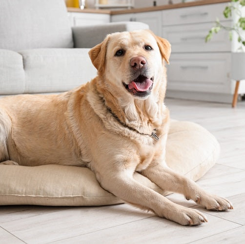 Hydrocortisone for Dogs: What You Need to Know About Its Benefits and Uses