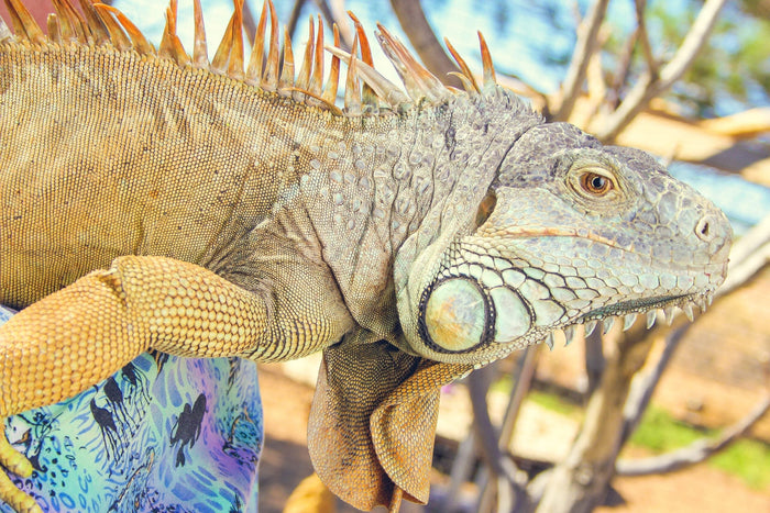 6 Ways to Keep Your Reptile Safe In Their Habitat