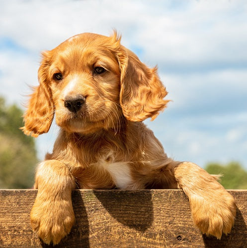 Itchy Paws on Dogs: Causes, Treatments & Relief