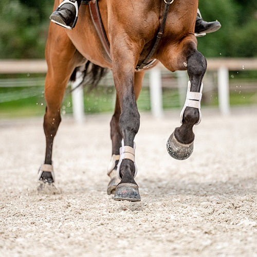 Laminitis in Horses: Causes, Prevention, and Treatment