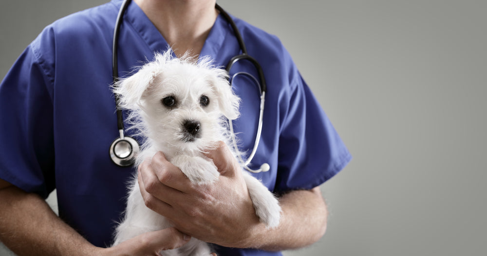 Preventing Animal Wound Infections: Everything You Need To Know